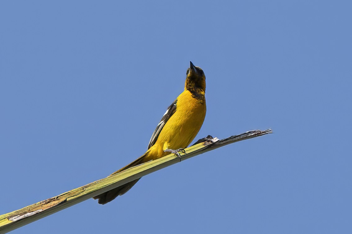 Hooded Oriole - ML617171938