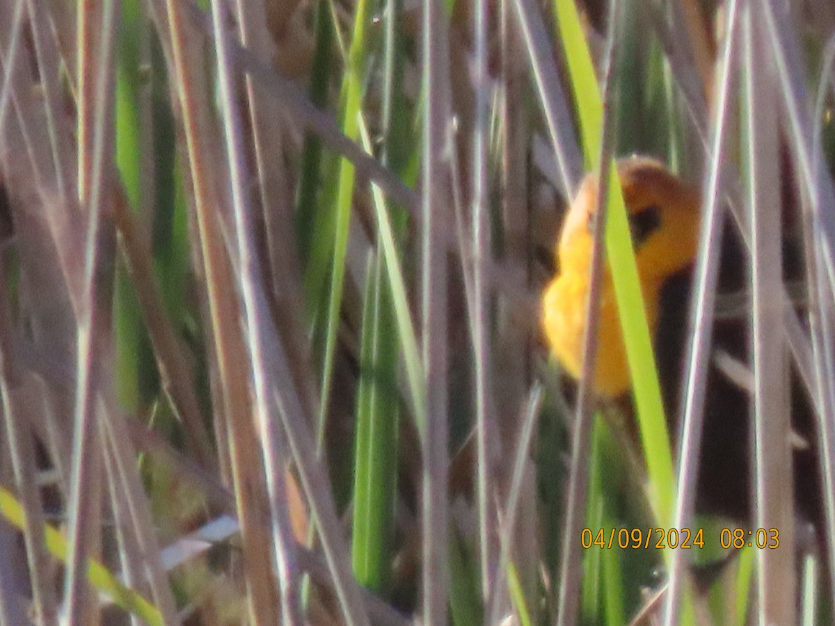 Yellow-headed Blackbird - ML617171943
