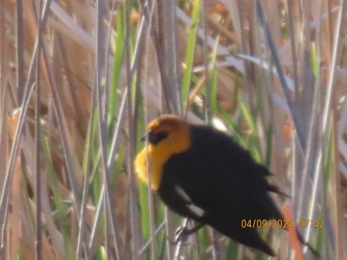Yellow-headed Blackbird - ML617171944