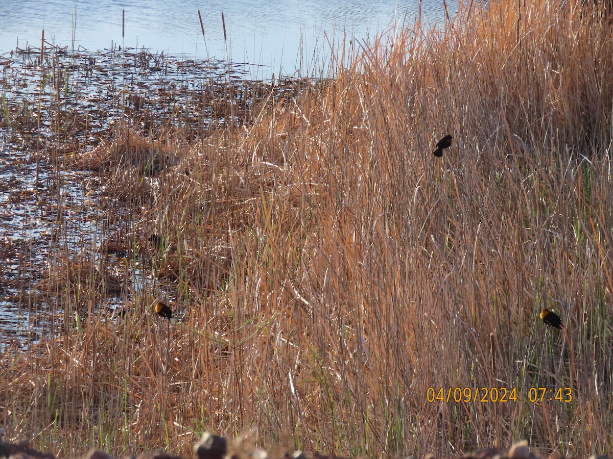 Red-winged Blackbird - ML617171972