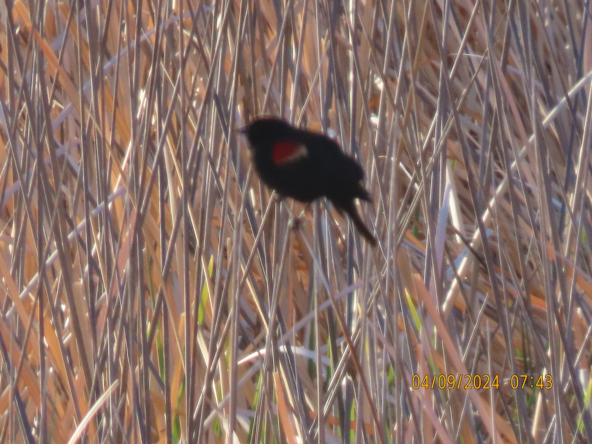 Red-winged Blackbird - ML617171974