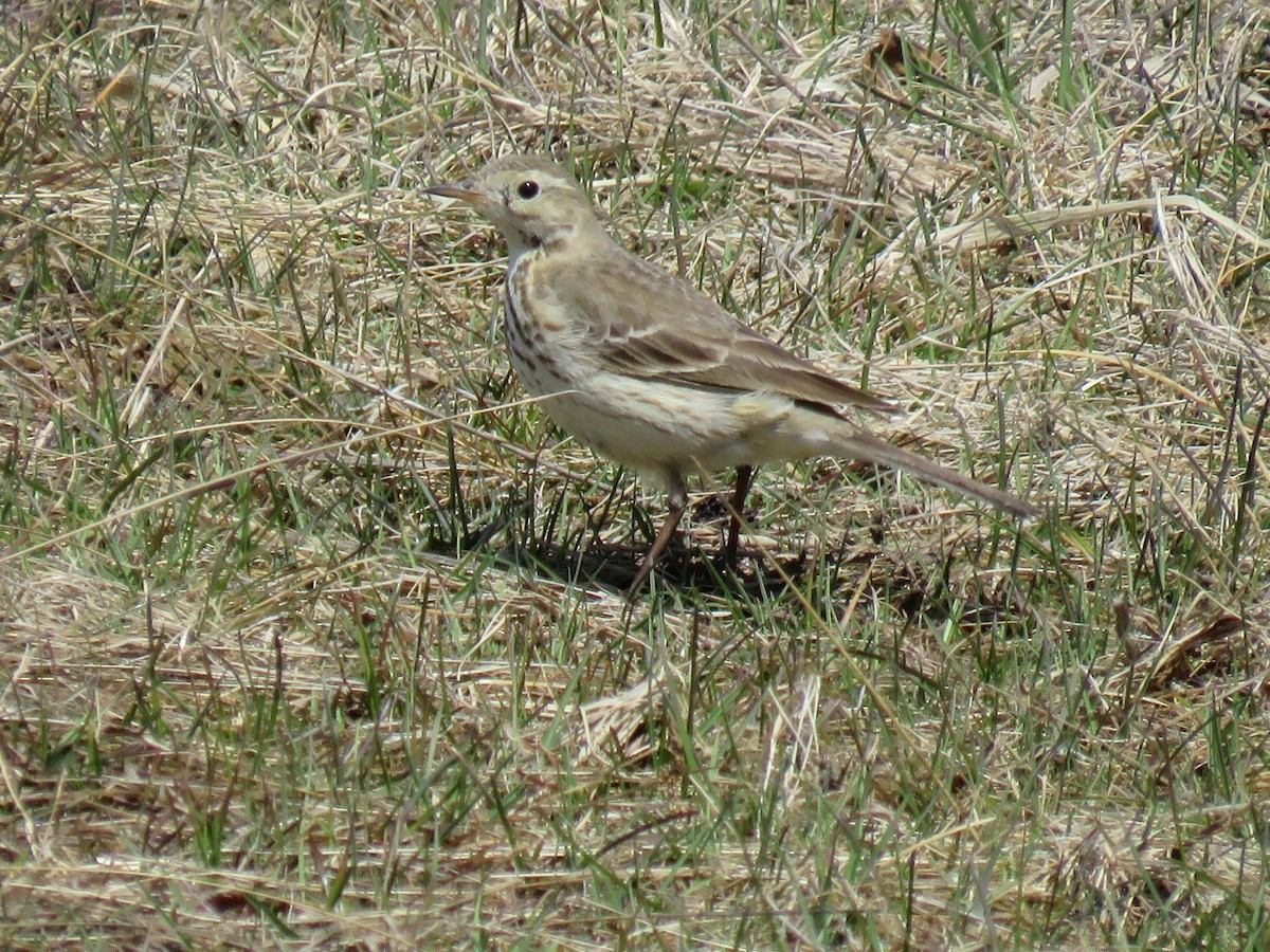 Pipit d'Amérique - ML617171980