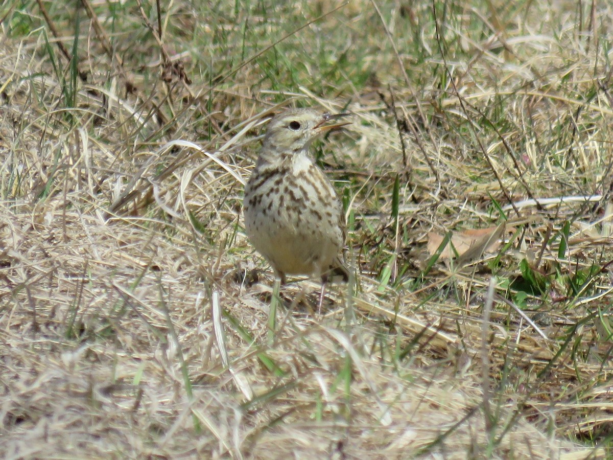 Pipit d'Amérique - ML617171988