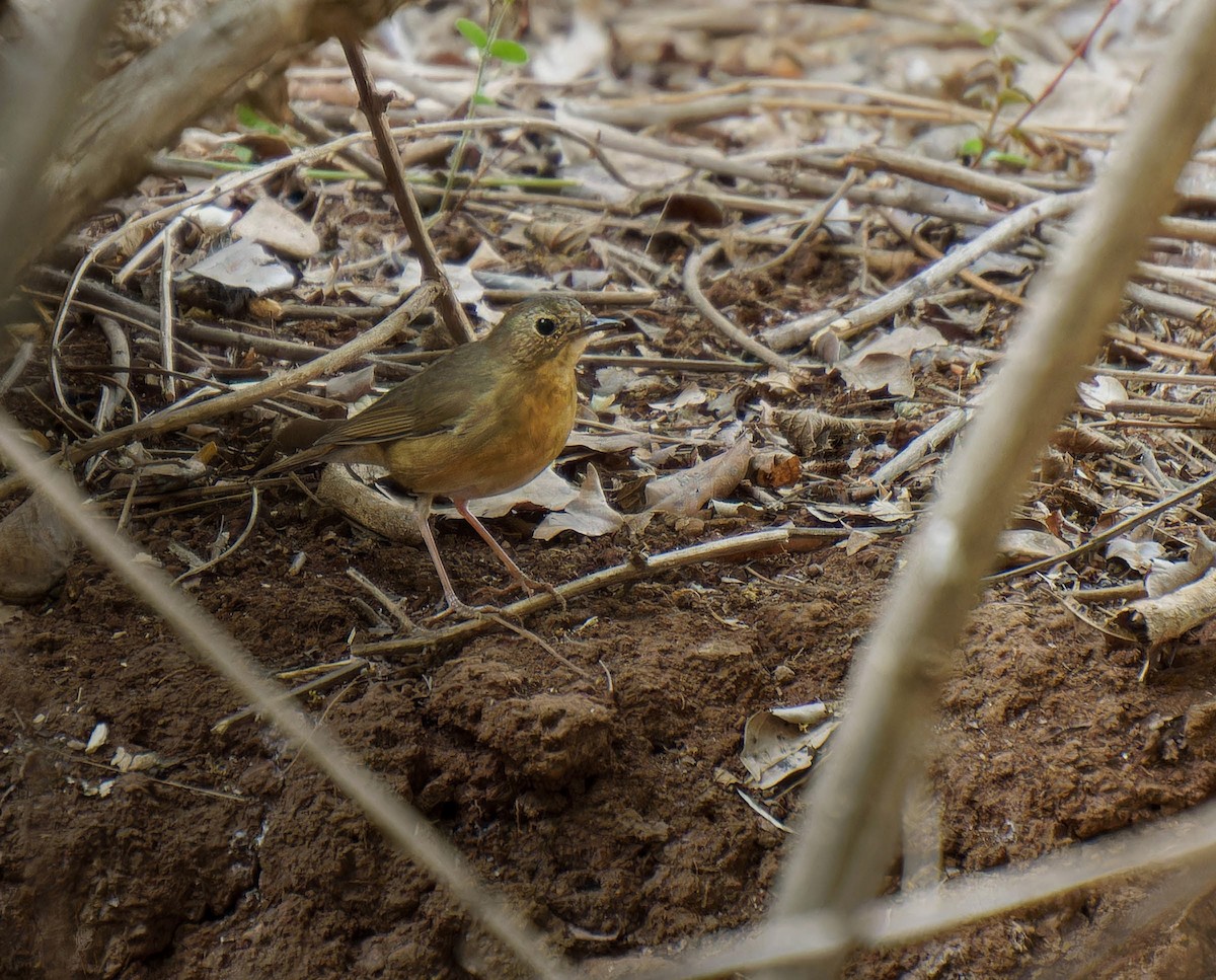 Indian Blue Robin - ML617172070