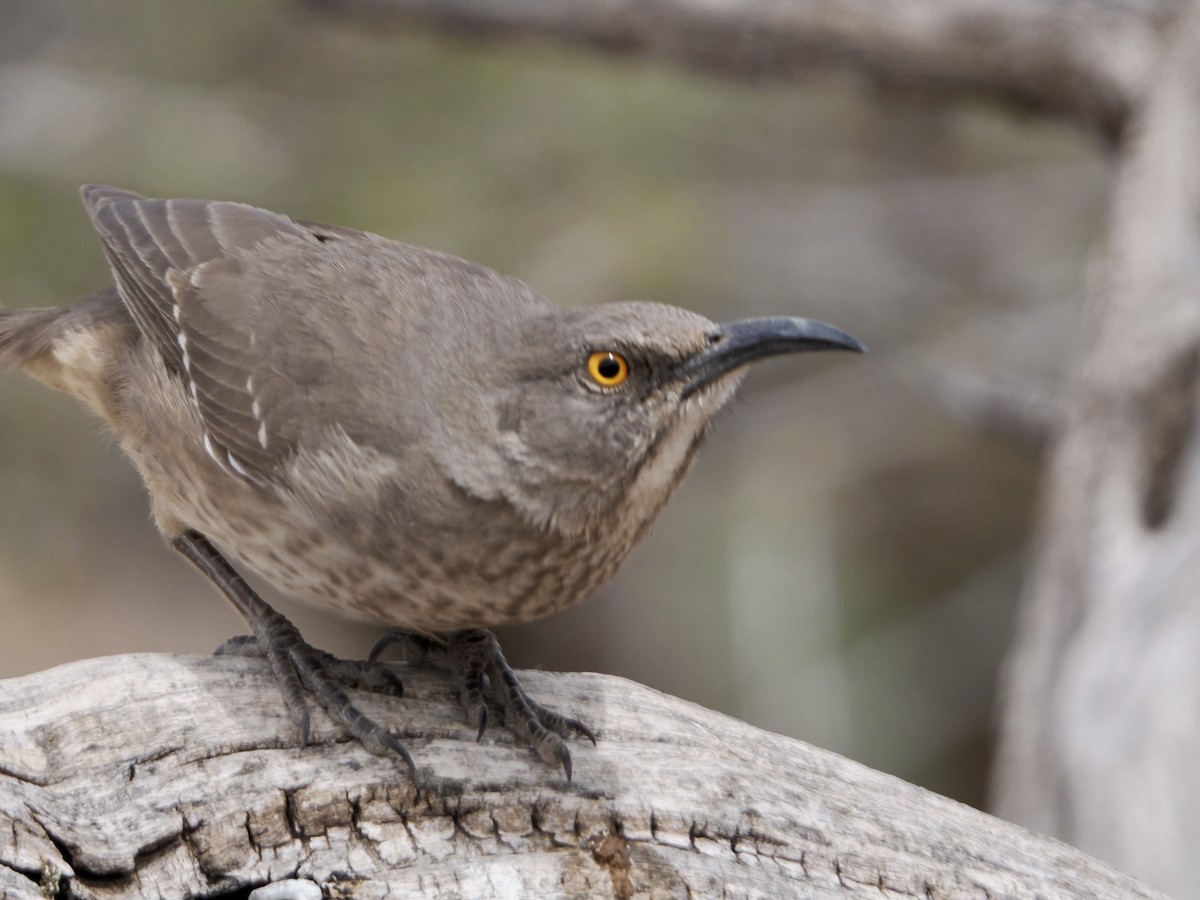 Curve-billed Thrasher - ML617172095