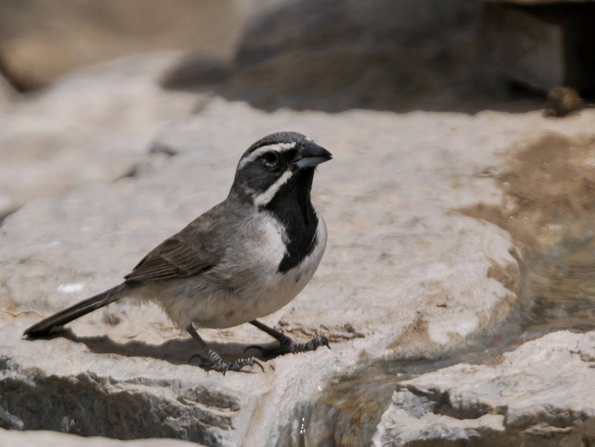 Black-throated Sparrow - ML617172104