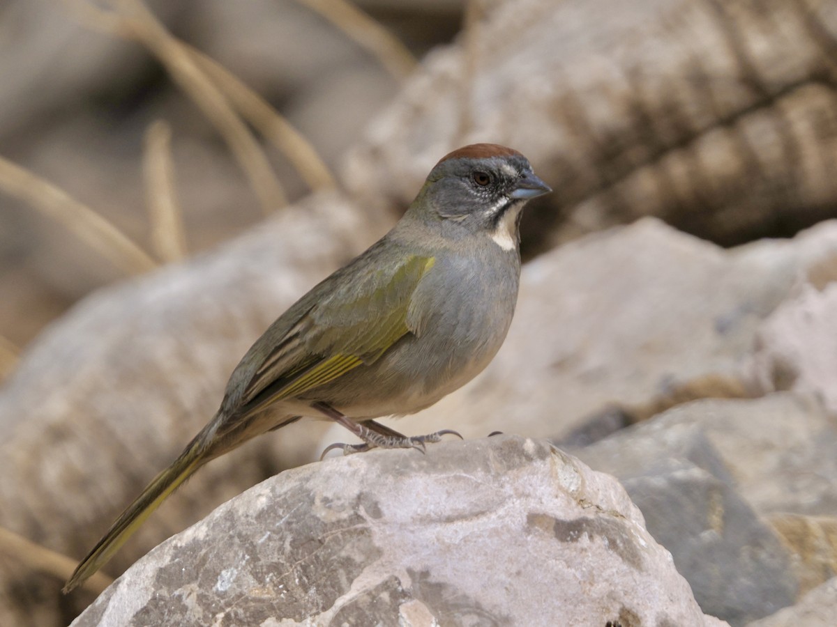 Green-tailed Towhee - ML617172132