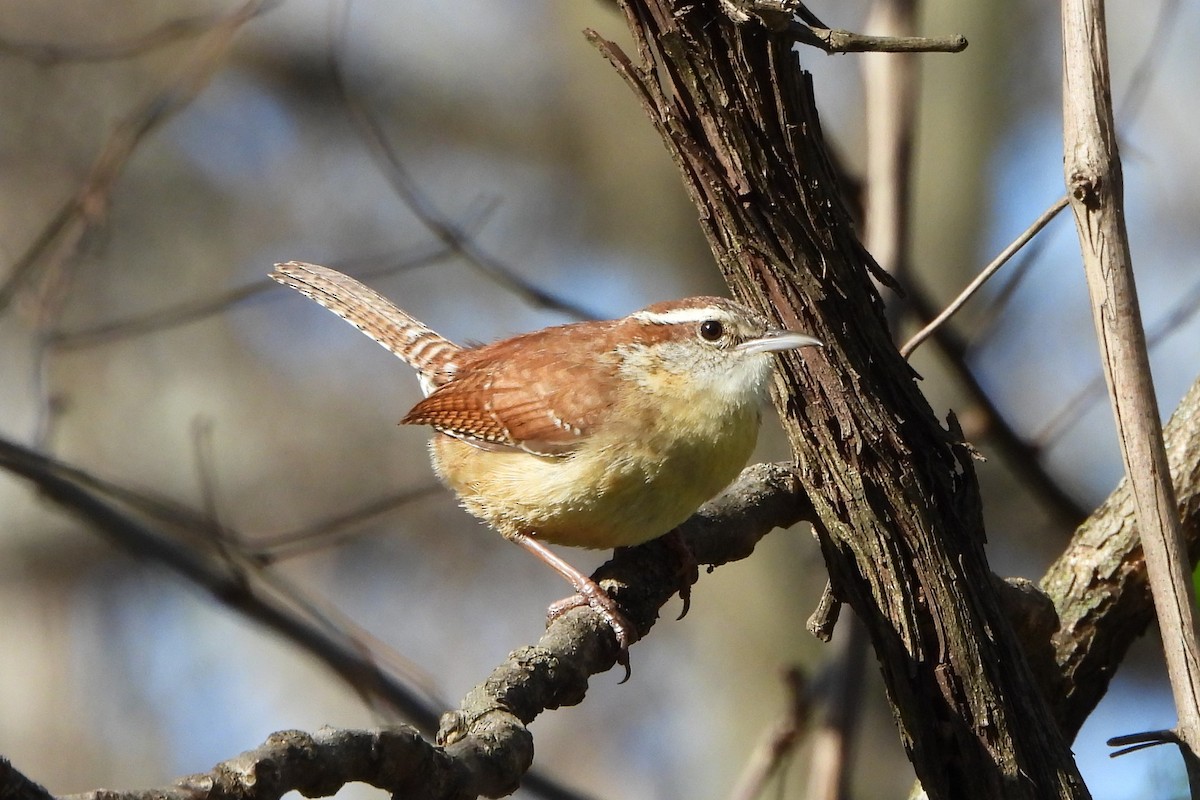 Carolina Wren - Betty Lou Peckham