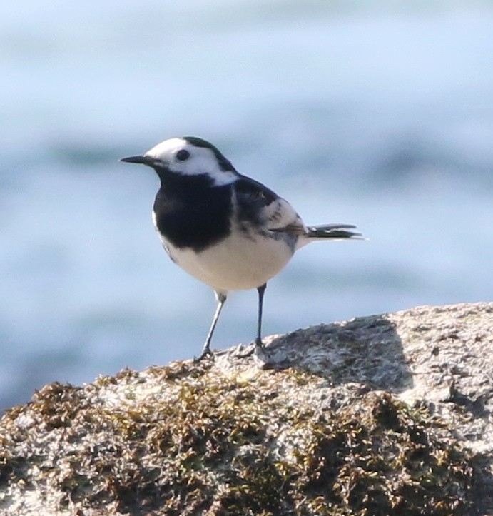 White Wagtail - ML617172175