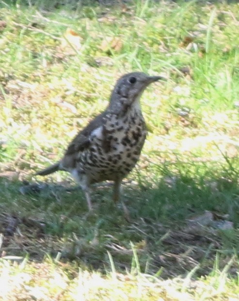 Song Thrush - ML617172188