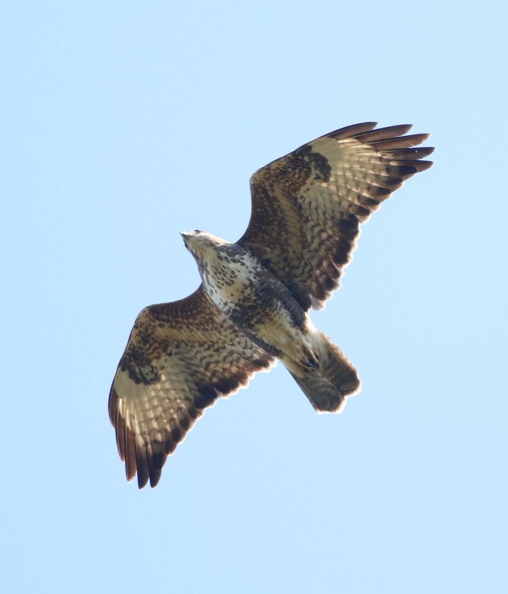 Common Buzzard - ML617172197