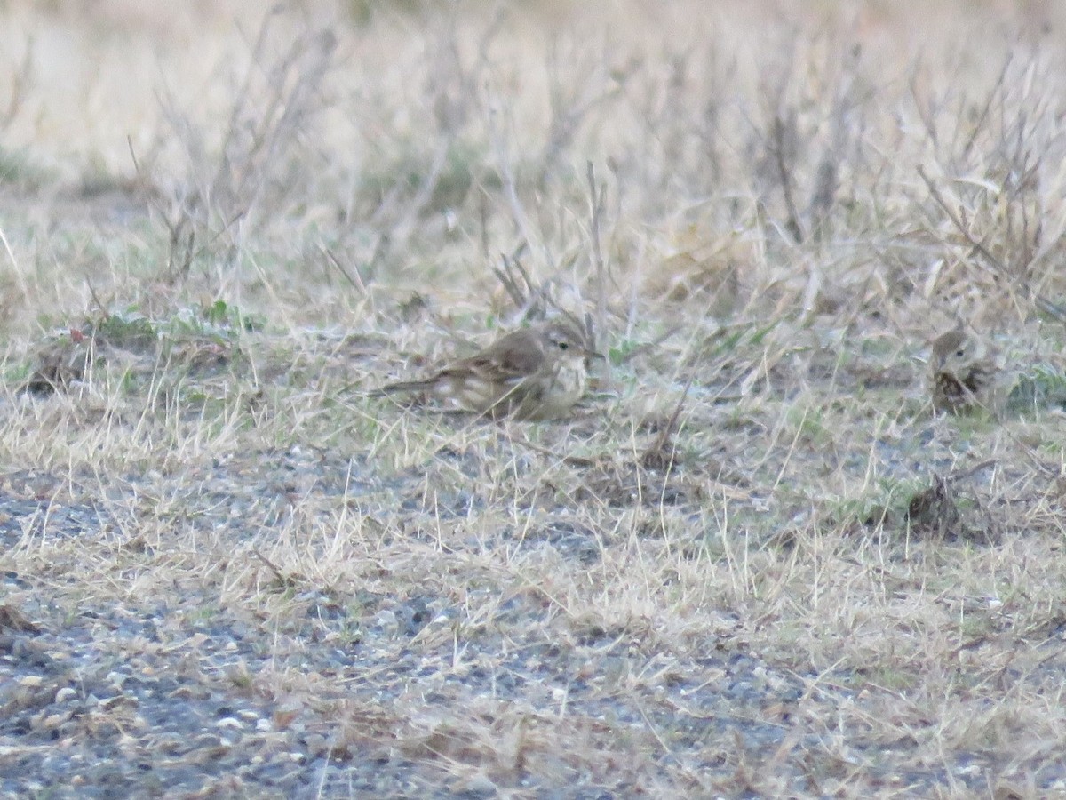 Pipit d'Amérique - ML617172227