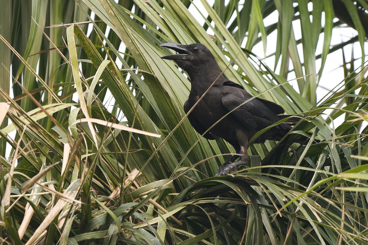 Large-billed Crow (Eastern) - ML617172260
