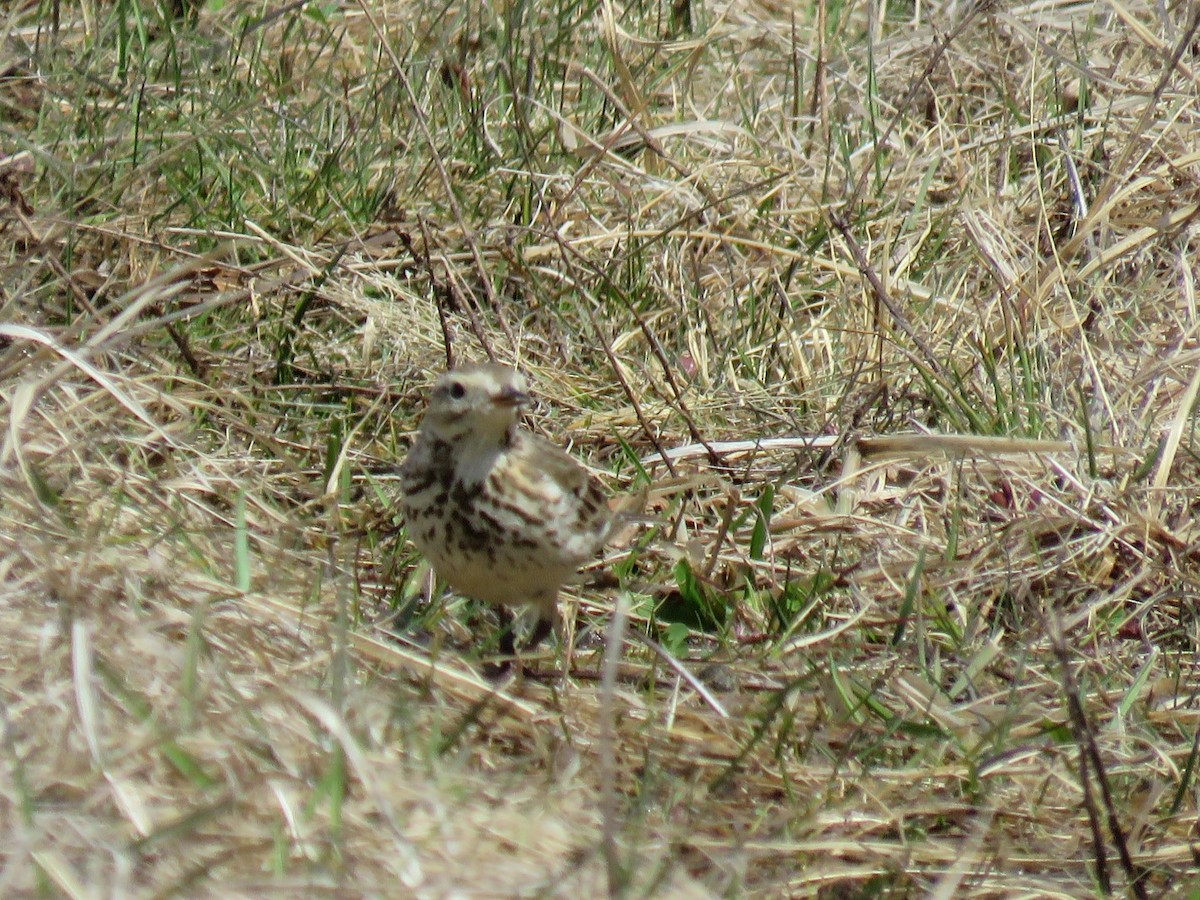 Pipit d'Amérique - ML617172261