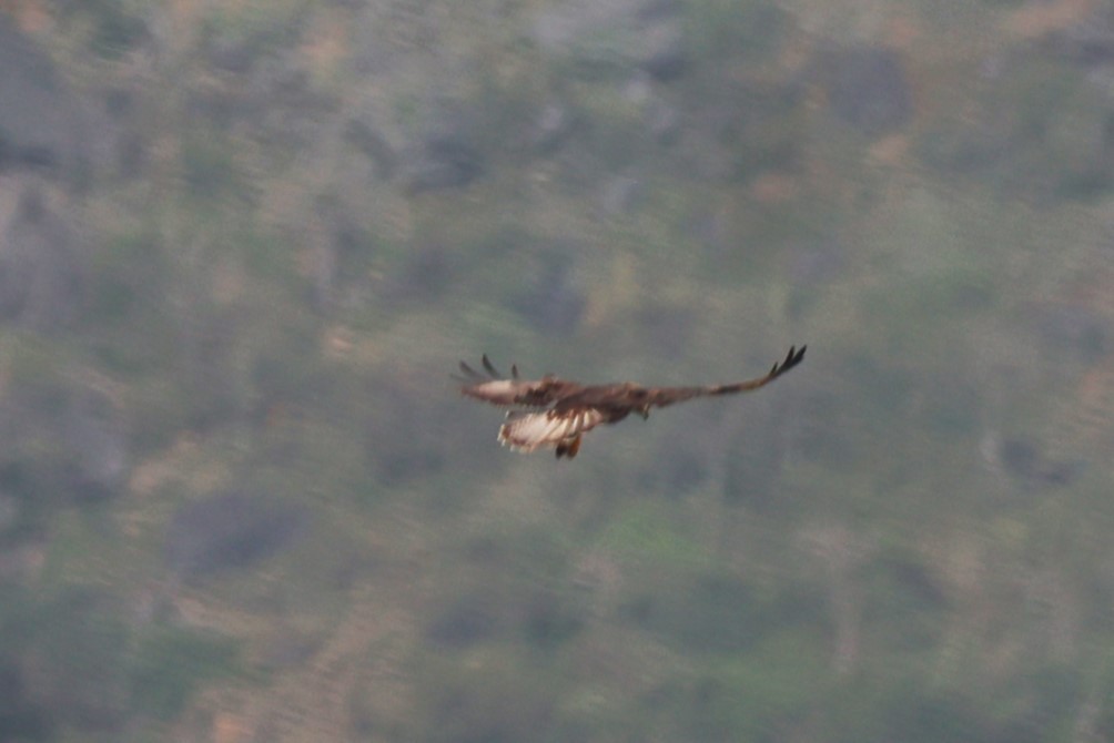 Socotra Buzzard - ML617172274