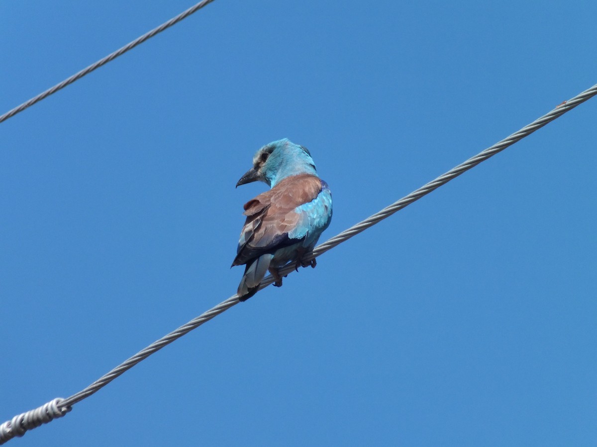 European Roller - ML61717231
