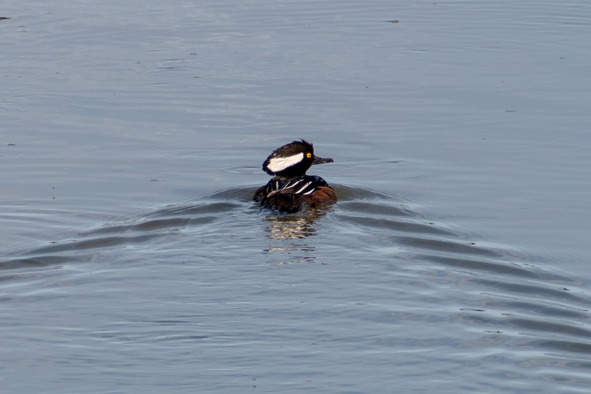 Hooded Merganser - ML617172345