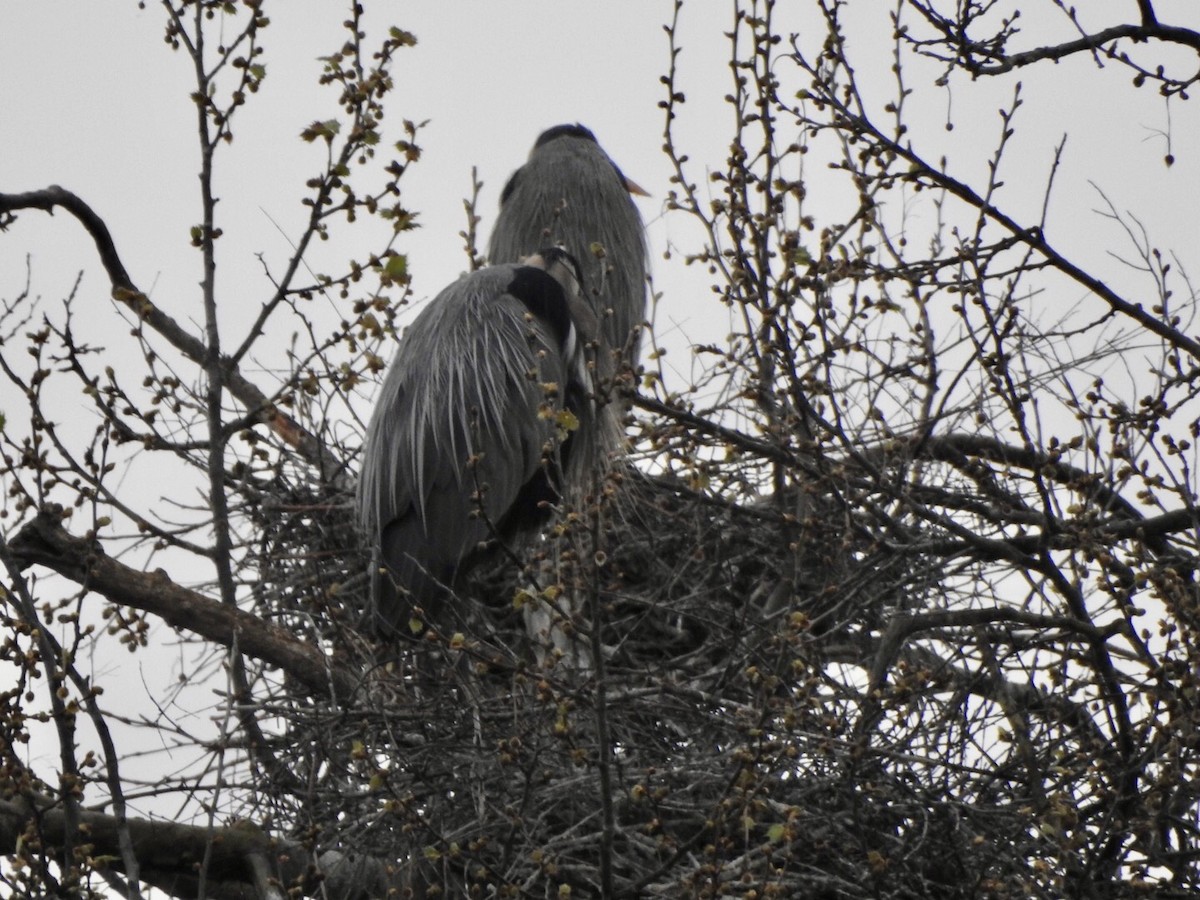 Great Blue Heron - Anita Hooker