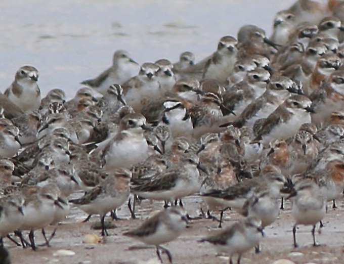 Kentish Plover - ML617172402