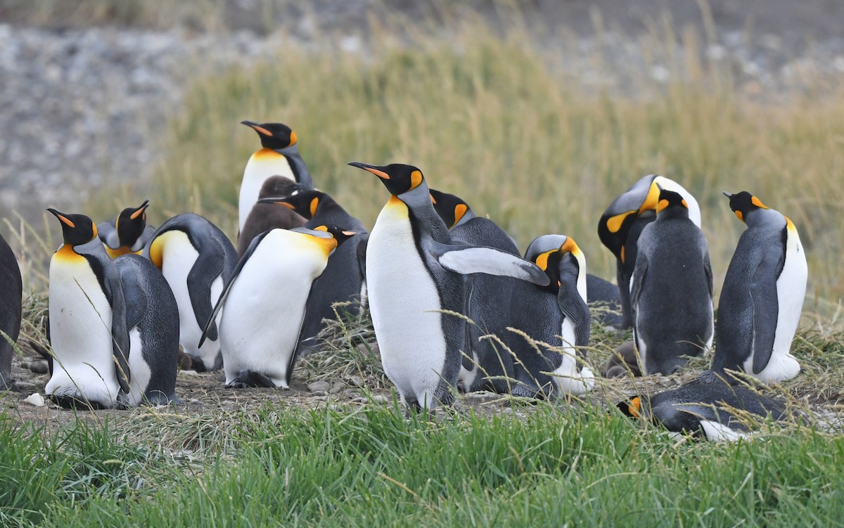 King Penguin - ML617172487