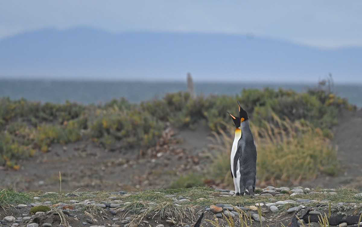 King Penguin - ML617172489