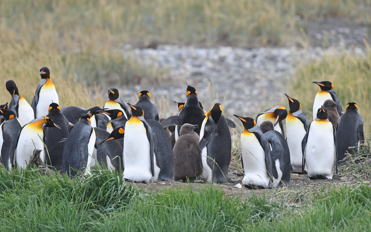 King Penguin - ML617172494