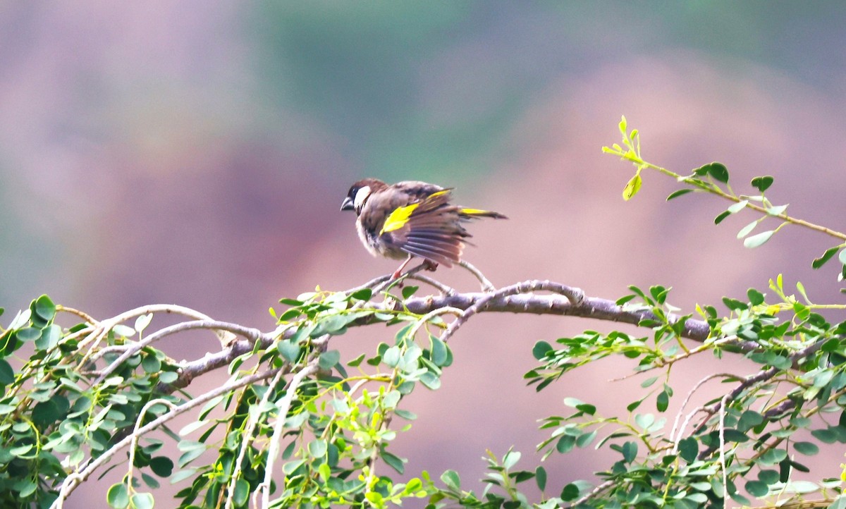 Socotra Grosbeak - Sunil Zaveri