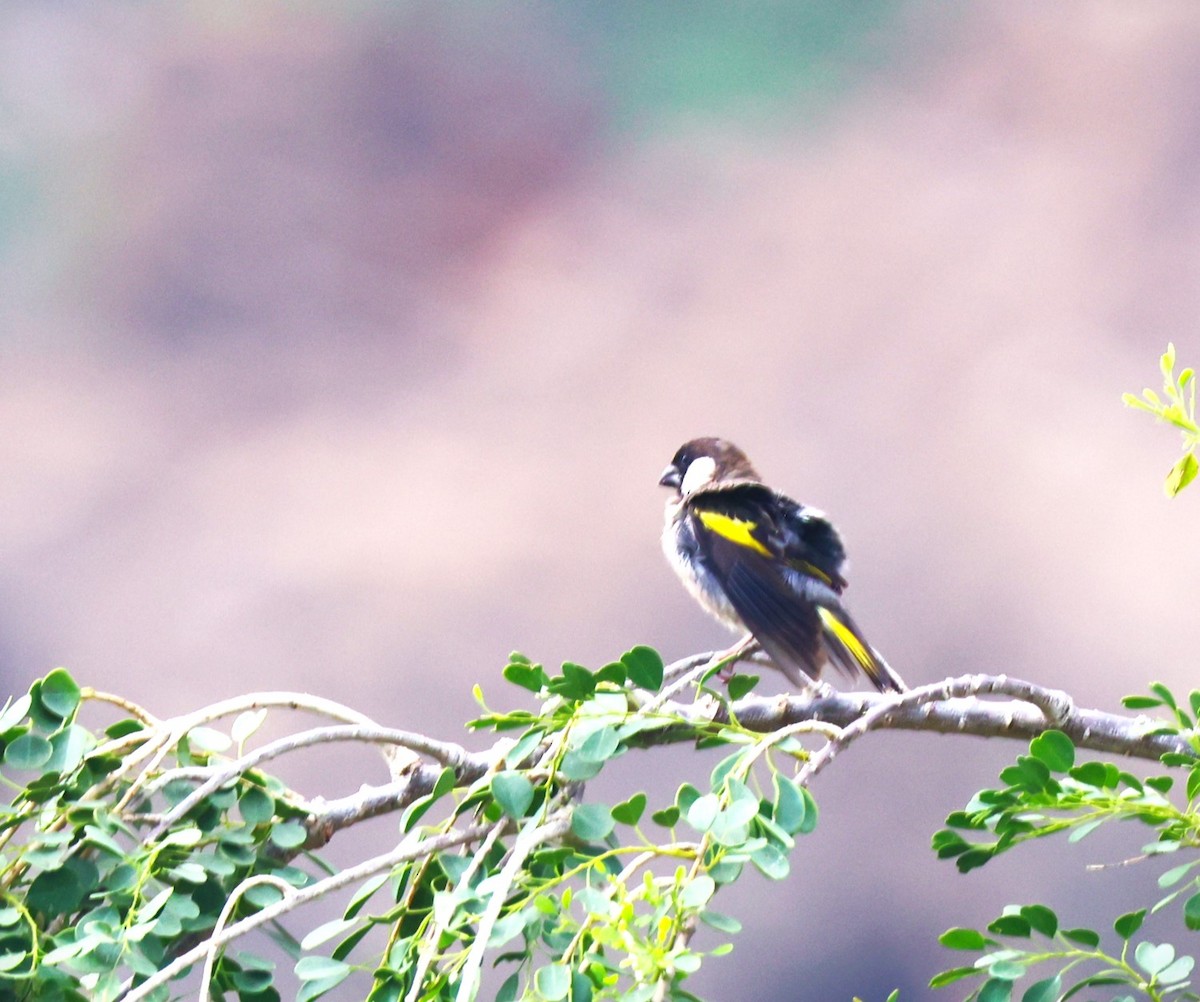 Socotra Grosbeak - ML617172551