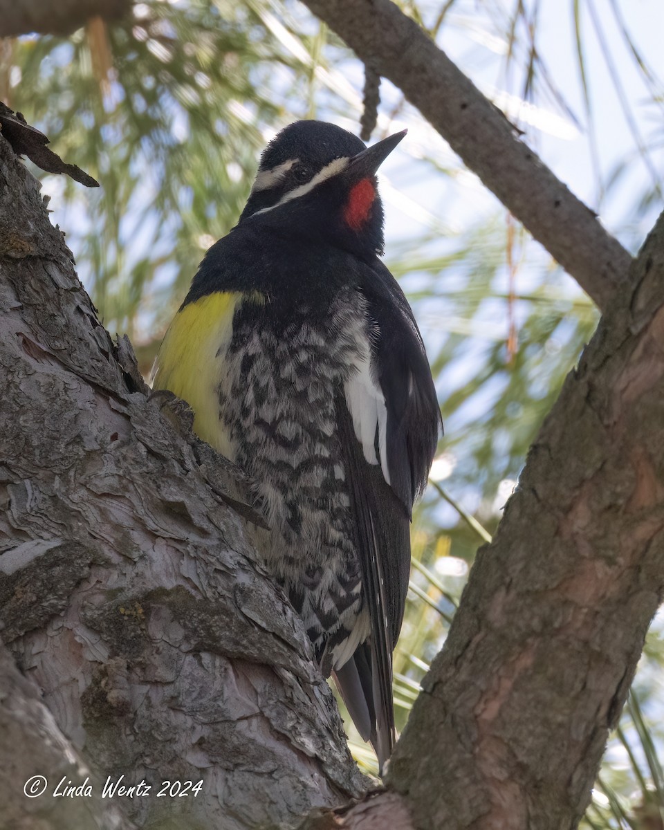 Williamson's Sapsucker - ML617172555