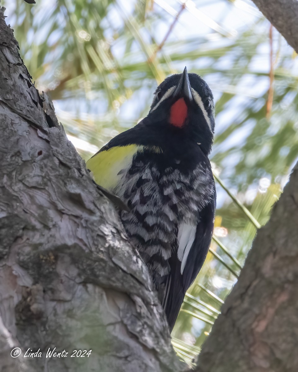 Williamson's Sapsucker - ML617172556