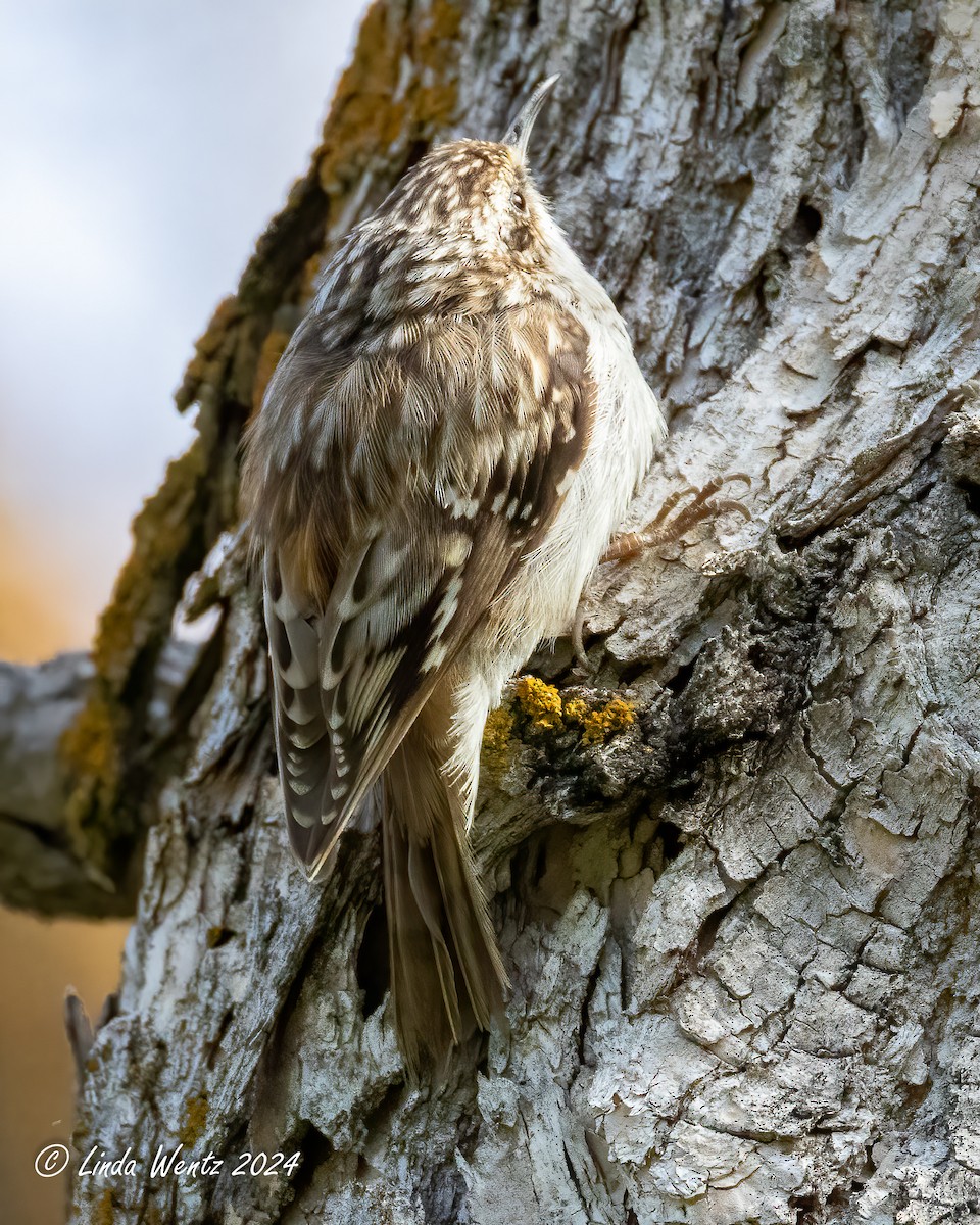 Brown Creeper - Linda Wentz