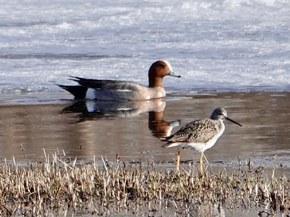 Eurasian Wigeon - ML617172585