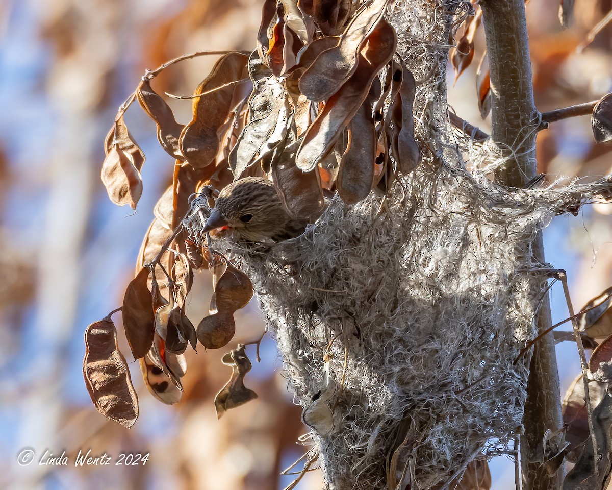 House Finch - ML617172592