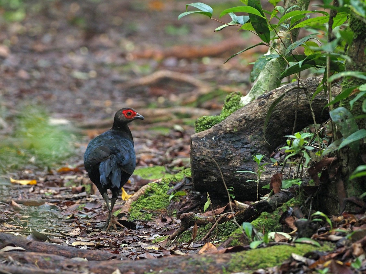 Bornean Crestless Fireback - ML617172608