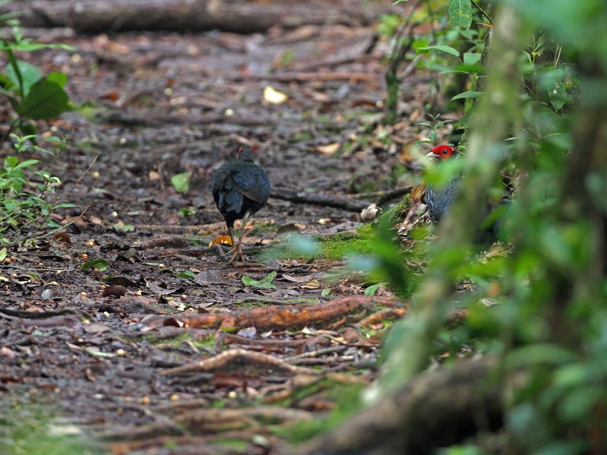 Bornean Crestless Fireback - ML617172609