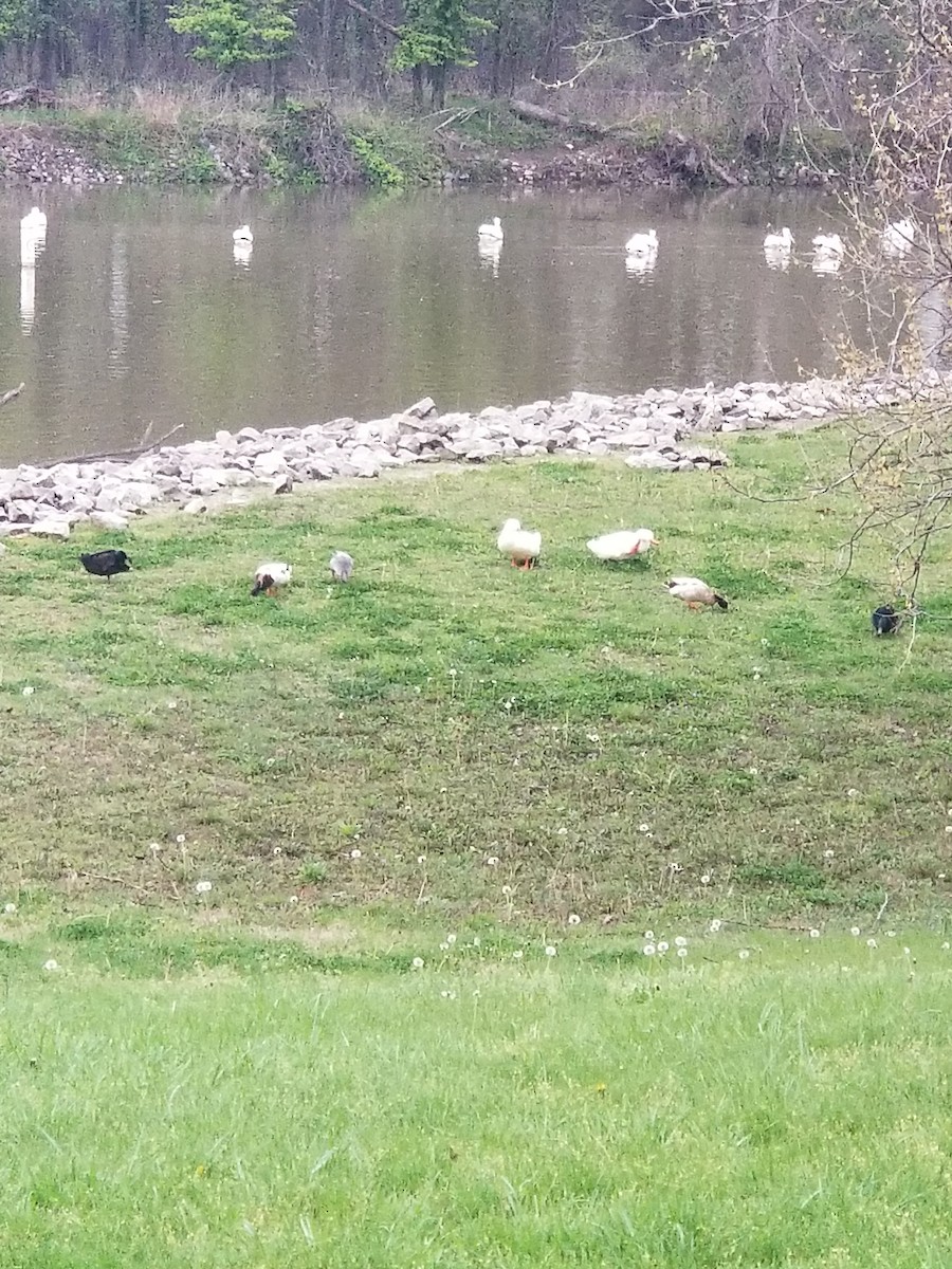 Mallard (Domestic type) - ML617172611