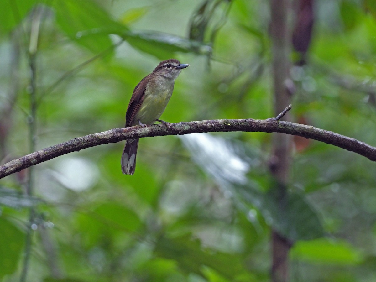 Bulbul à long bec - ML617172619