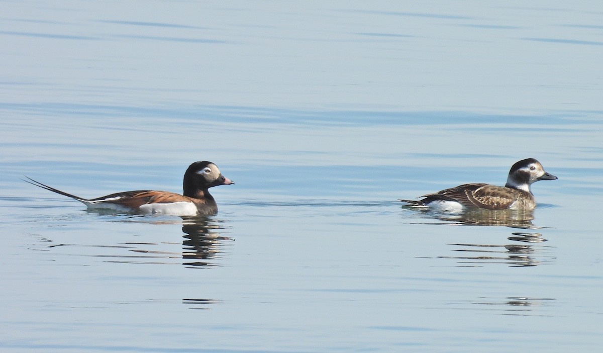 Long-tailed Duck - ML617172642