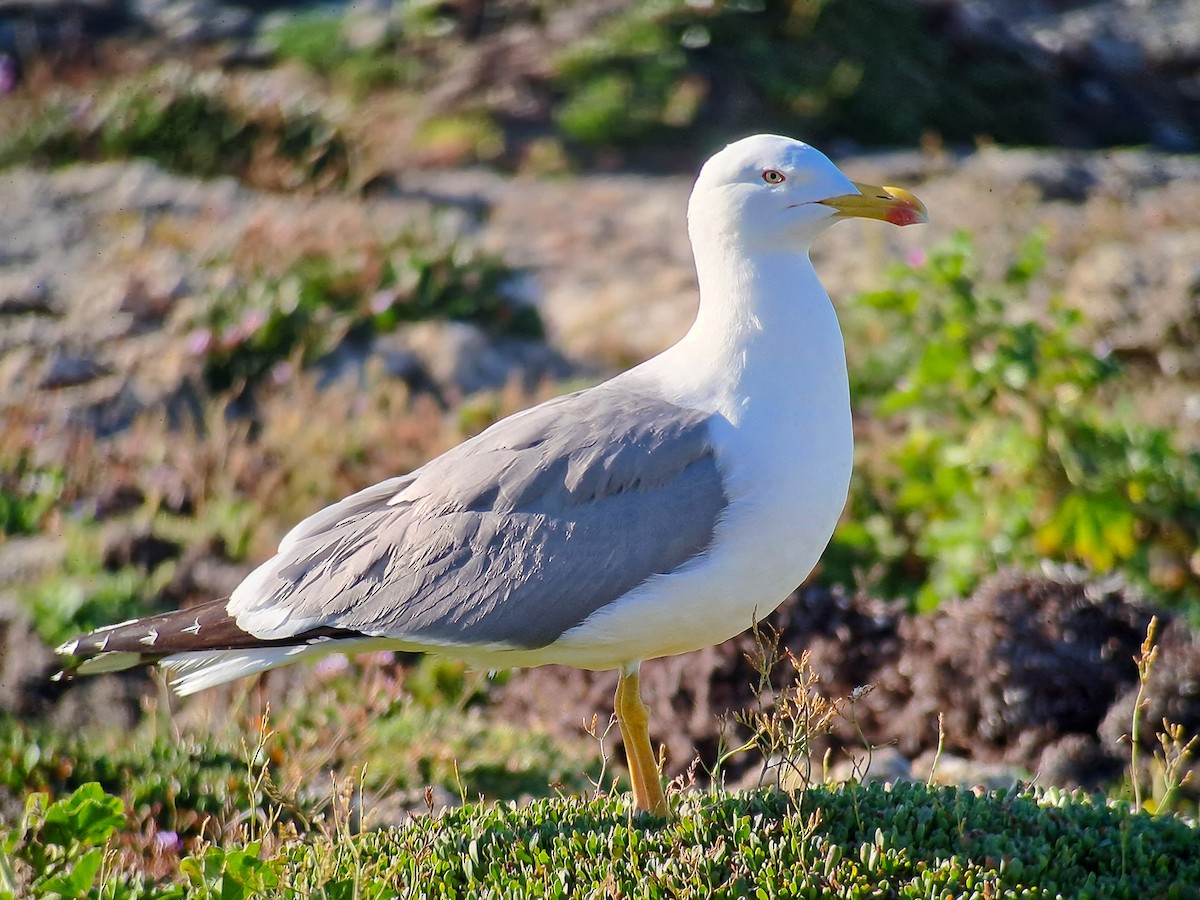 Gaviota Patiamarilla - ML617172644