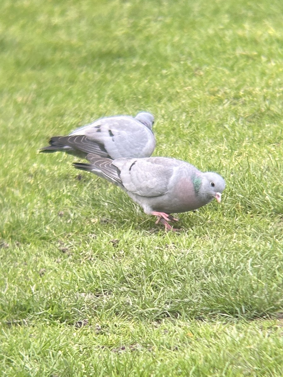 Stock Dove - ML617172651