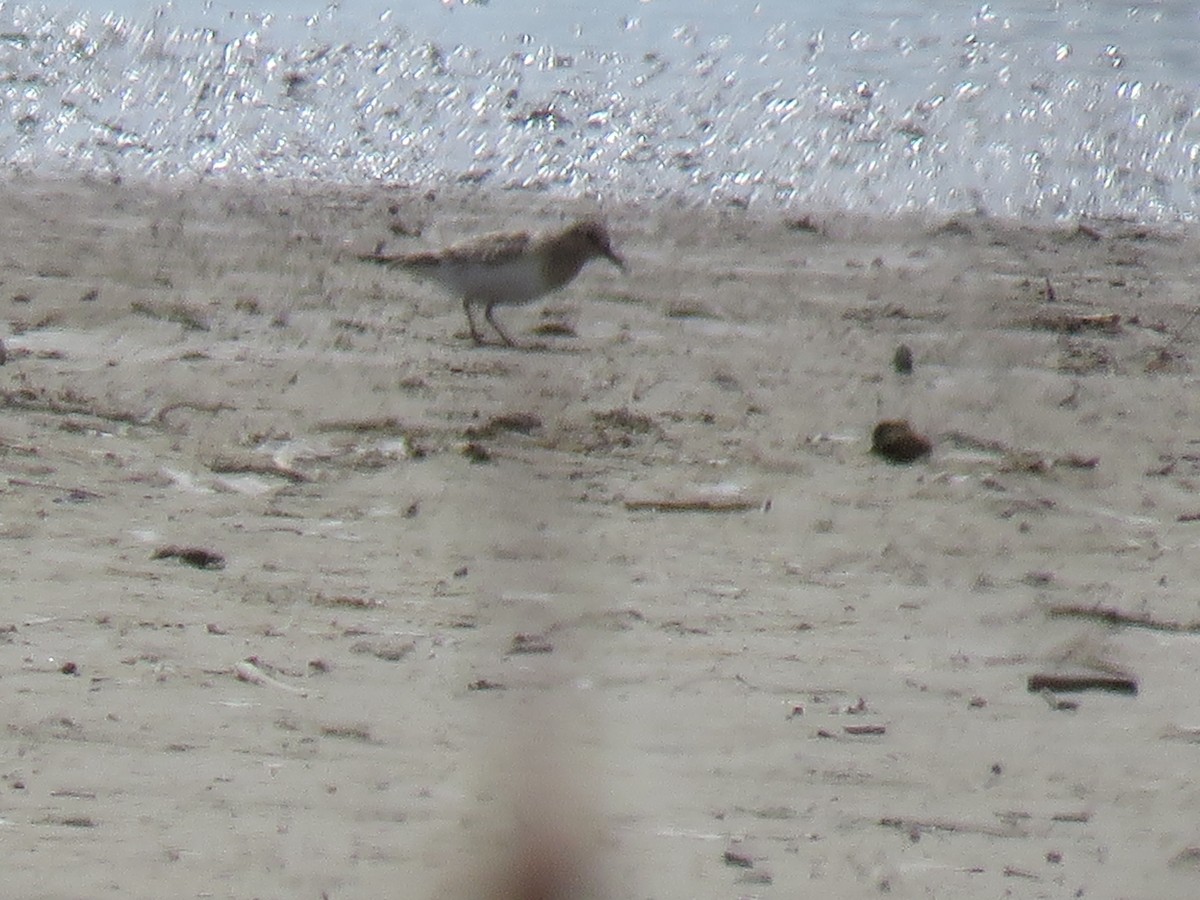 Baird's Sandpiper - ML617172660