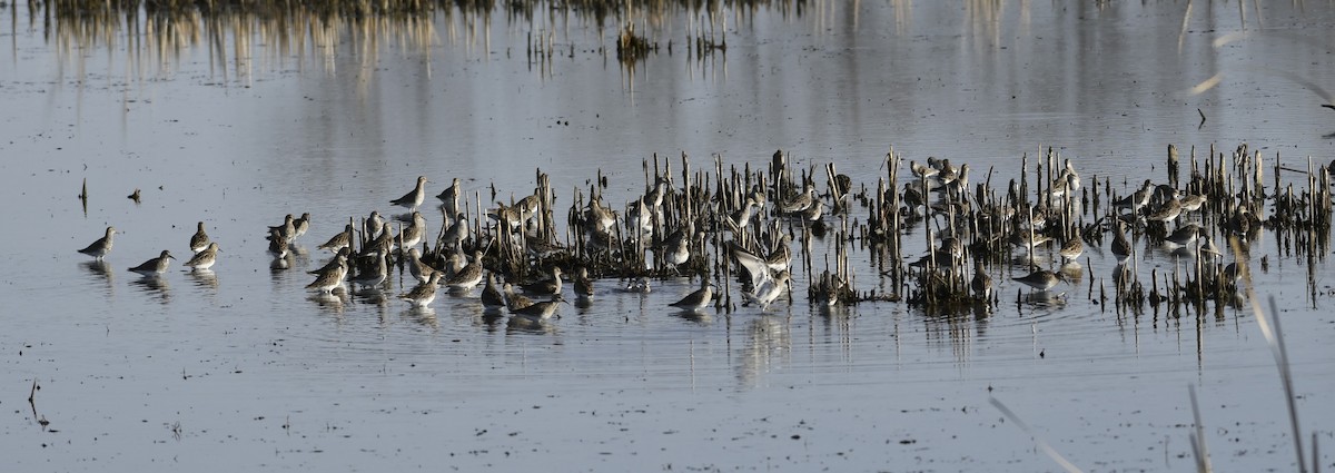 Graubrust-Strandläufer - ML617172670