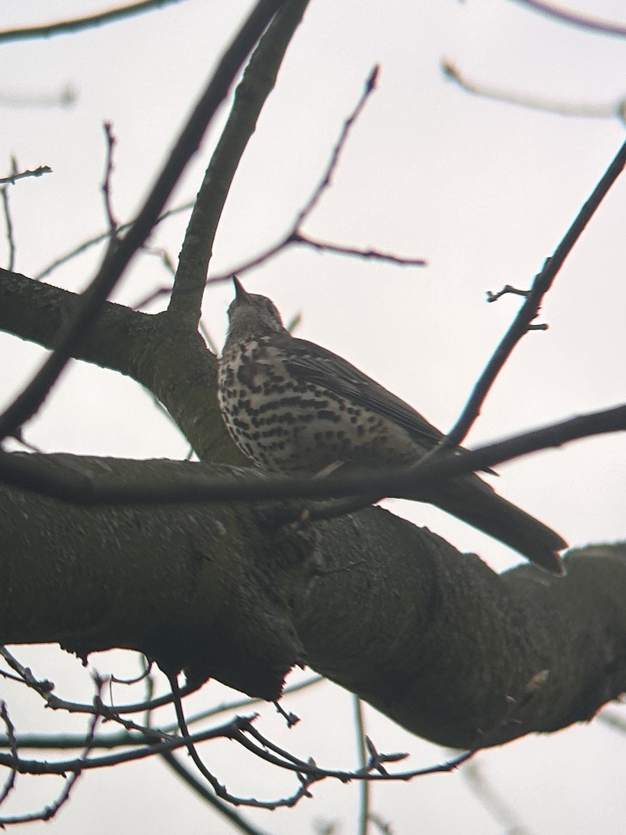 Mistle Thrush - ML617172679