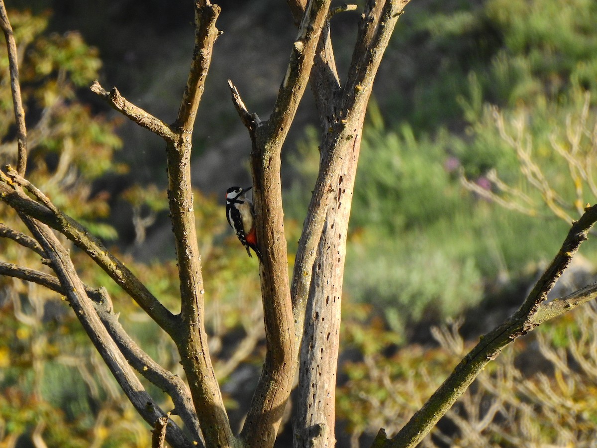 Great Spotted Woodpecker - ML617172680