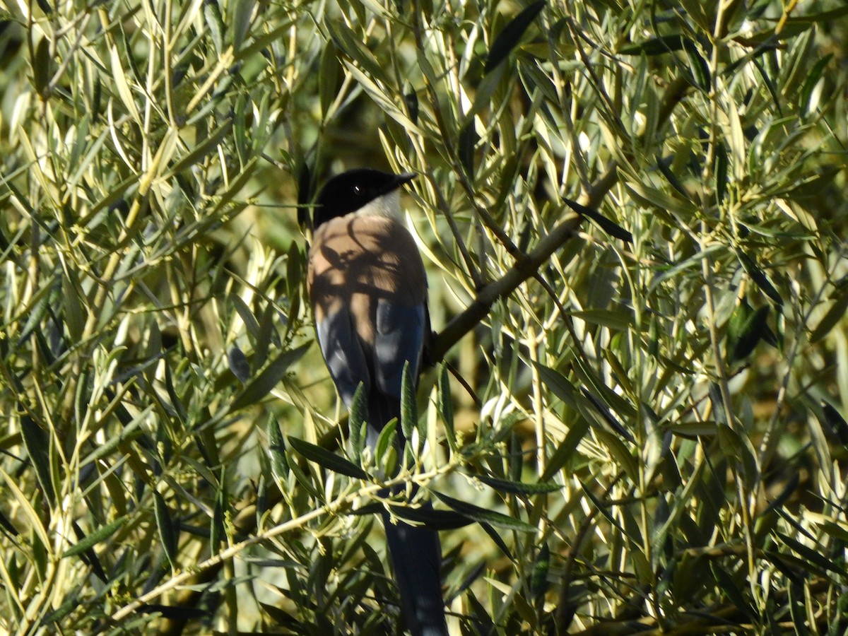 Iberian Magpie - BLAS LOPEZ