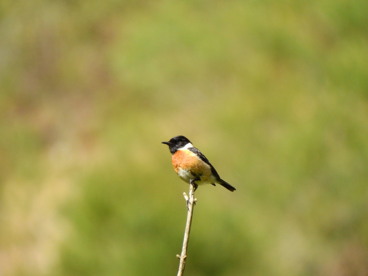 European Stonechat - ML617172716