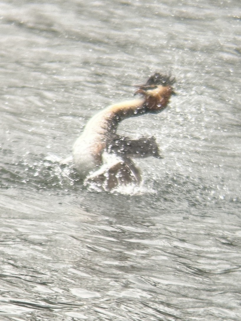 Great Crested Grebe - ML617172718