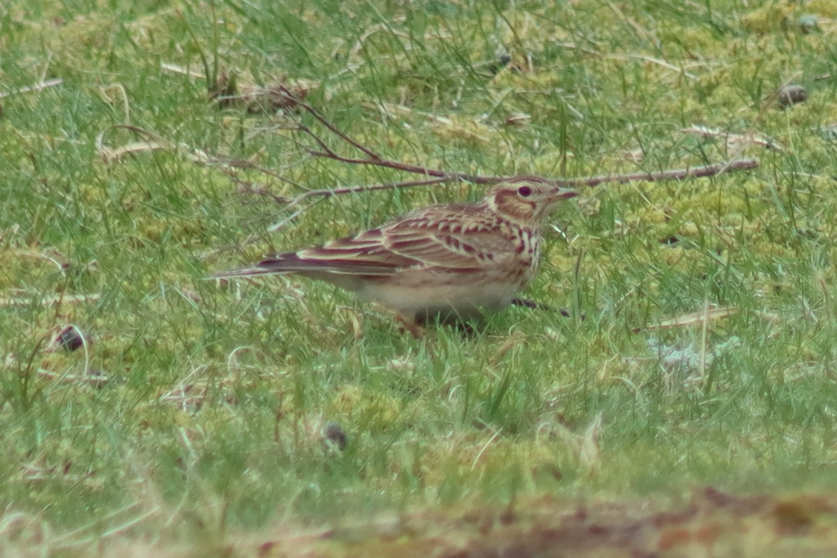 Eurasian Skylark - ML617172774