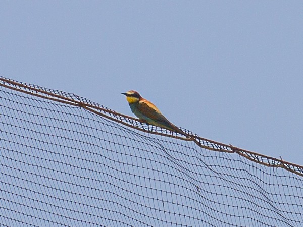 European Bee-eater - ML617172794