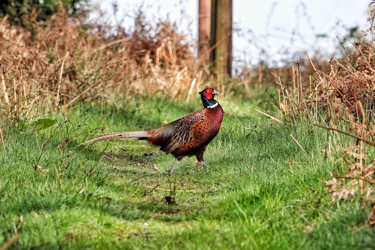 Зэрлэг гургуул - ML617172808